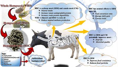 Bioavailability and Bioefficacy of Hemp By-Products in Ruminant Meat Production and Preservation: A Review